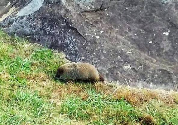 gettysburg groundhog